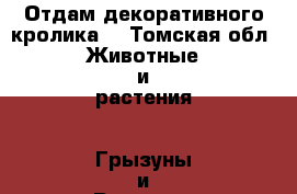 Отдам декоративного кролика  - Томская обл. Животные и растения » Грызуны и Рептилии   . Томская обл.